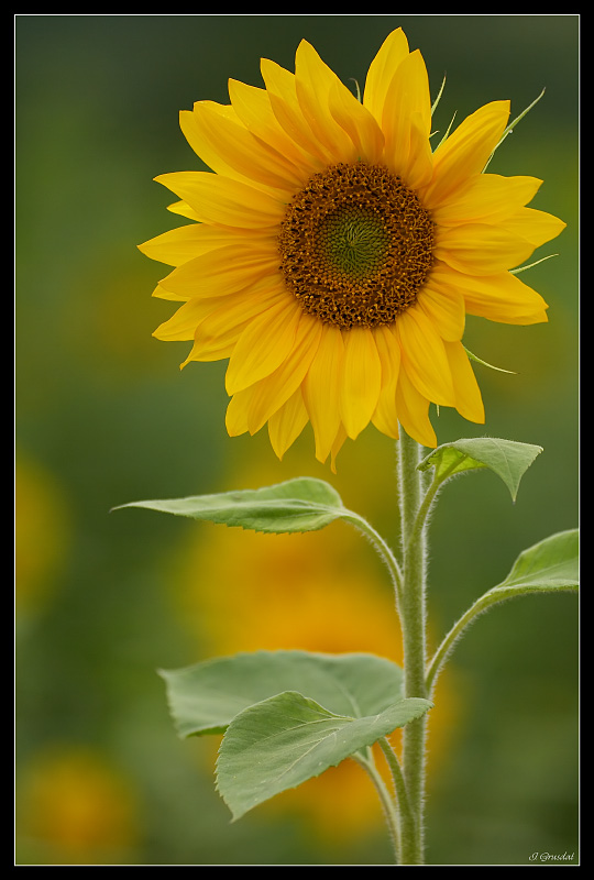 Sonnenblume #2