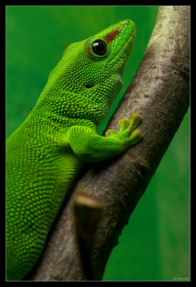 Madagaskar-Taggecko [Phelsuma madagascariensis]