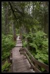 Giant Cedar Trail