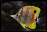 Orangebinden-Pinzettfisch [Chelmon rostratus]