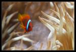 Wei�binden-Gl�hkohlen-Anemonenfisch [Amphiprion frenatus]